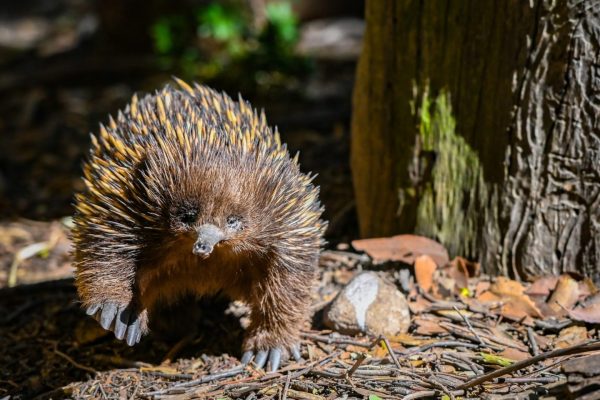 Home - Featherdale Sydney Wildlife Park